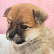 困り顔のキュンキュンGirl😍♥️ハーフ犬(ポメラニアン×柴)入荷しました❤️