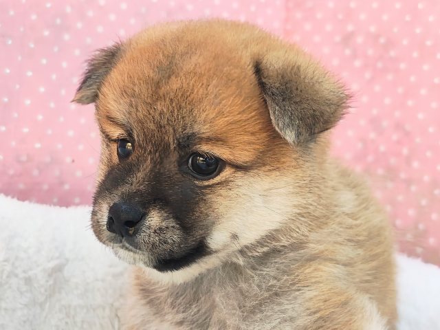 困り顔のキュンキュンGirl😍♥️ハーフ犬(ポメラニアン×柴)入荷しました❤️