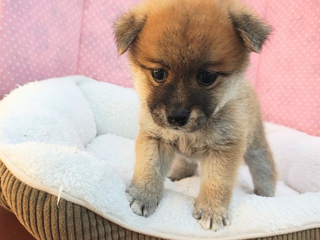 ポメ柴