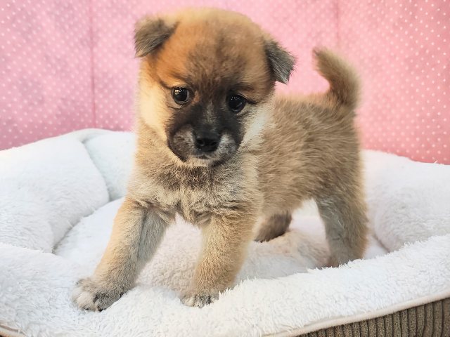 ポメ柴