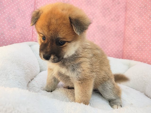 ポメ柴