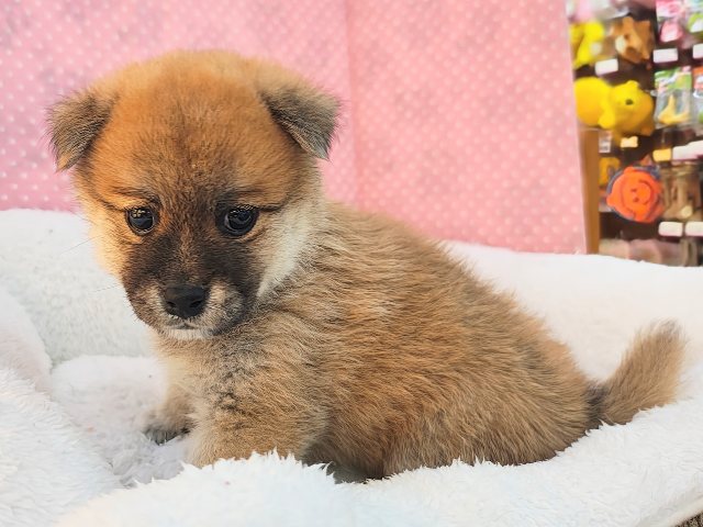 ポメ柴