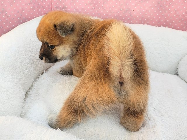 ポメ柴