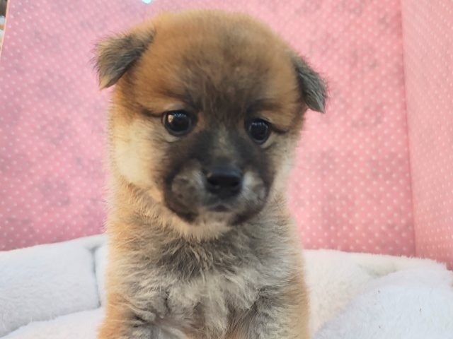 ポメ柴