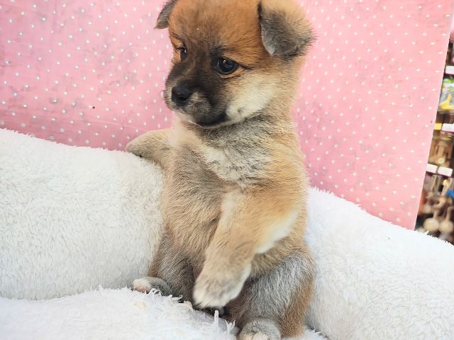 ポメ柴