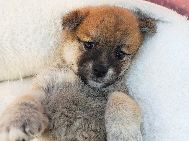 ポメ柴