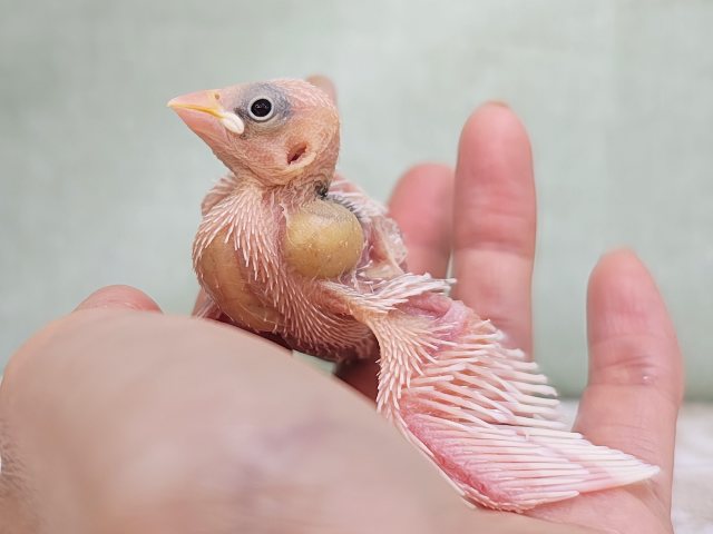 白文鳥