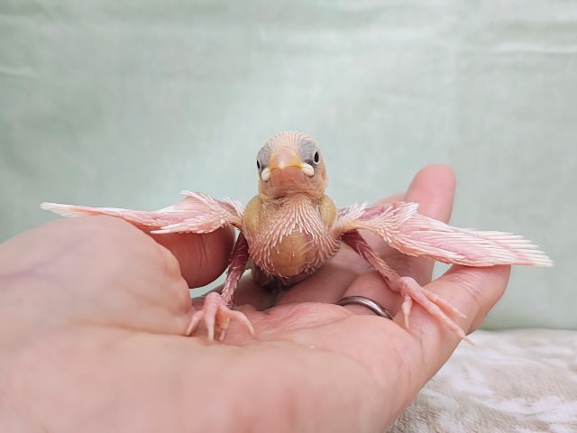 白文鳥
