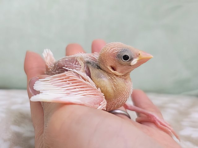 白文鳥