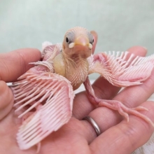 ツルっとヒナヒナ姿からの七変化〜✨白文鳥のヒナ入荷しました❤️