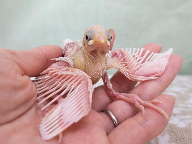 ツルっとヒナヒナ姿からの七変化〜✨白文鳥のヒナ入荷しました❤️