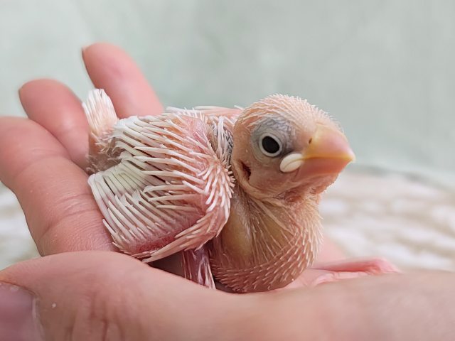 白文鳥