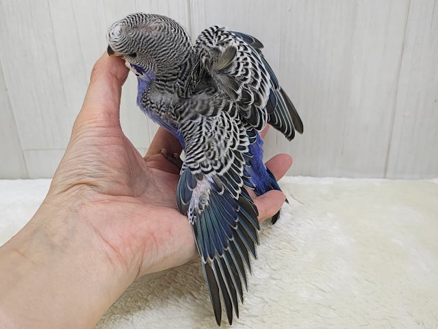 羽衣セキセイインコ
