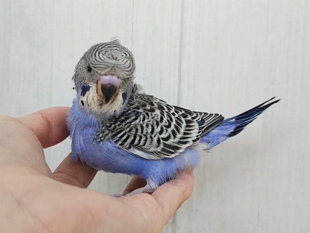 羽衣セキセイインコ