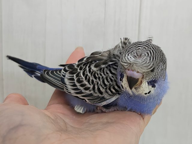 羽衣セキセイインコ