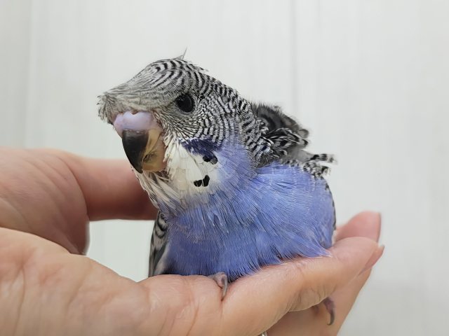 羽衣セキセイインコ