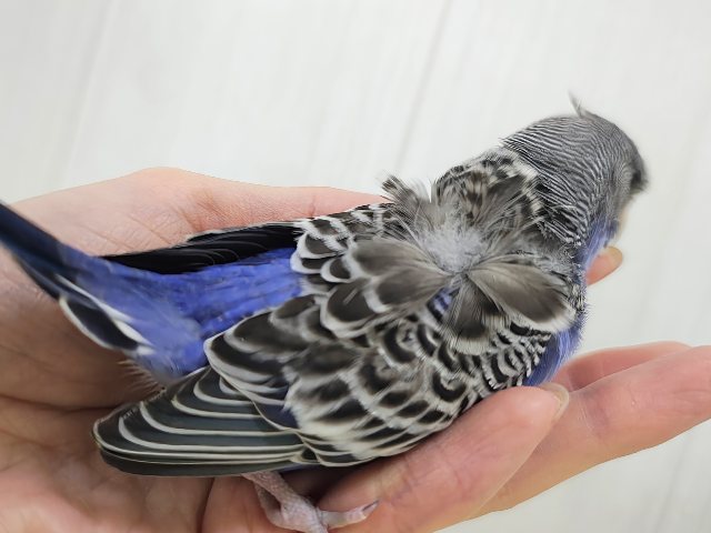 羽衣セキセイインコ