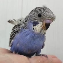 かなりのレアです🫪🫪羽衣セキセイインコのヒナ(ノーマル)入荷しました❤️