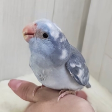 毎日晴れ男🔆｡°カキカキさせてくれます⭕️マメルリハの男の子(ミディアムパリドブルー)入荷しました❤️