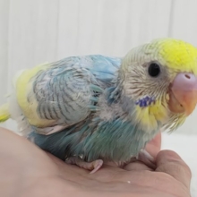 通学帽かぶってるみたい👒💛セキセイインコのヒナ(パステルレインボースパングルパイド)入荷しました❤️