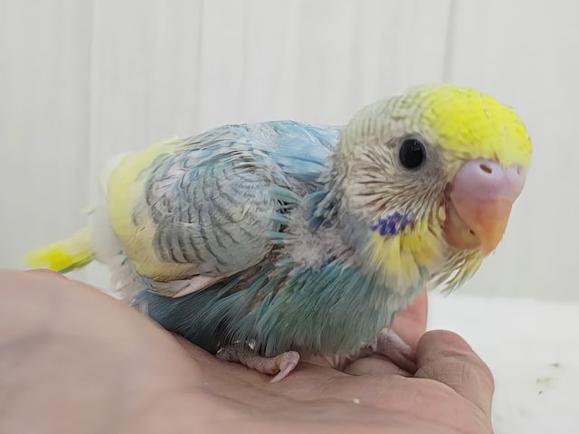 通学帽かぶってるみたい👒💛セキセイインコのヒナ(パステルレインボースパングルパイド)入荷しました❤️