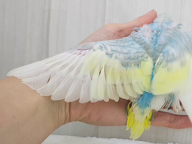 通学帽かぶってるみたい👒💛セキセイインコのヒナ(パステルレインボースパングルパイド)入荷しました❤️ セキセイインコ