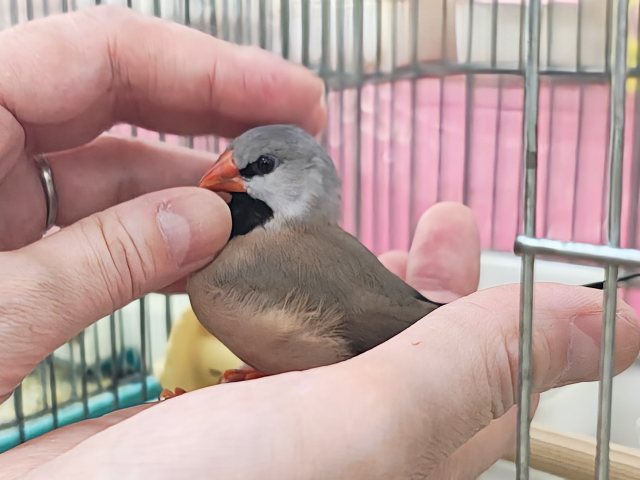 シュバシキンセイチョウ