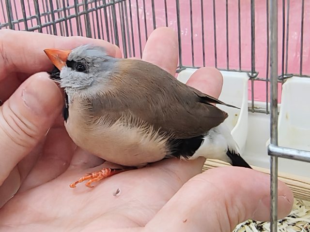 シュバシキンセイチョウ