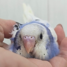 くりんっと大きな瞳💓‪ブルーパイドのセキセイインコ(ヒナ)入荷しました❤️