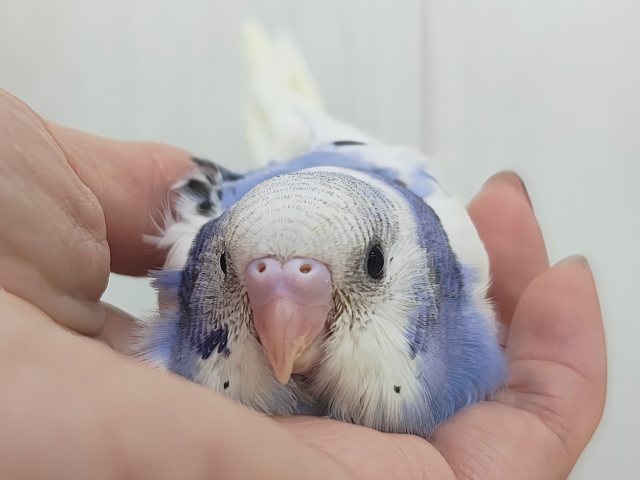 くりんっと大きな瞳💓‪ブルーパイドのセキセイインコ(ヒナ)入荷しました❤️