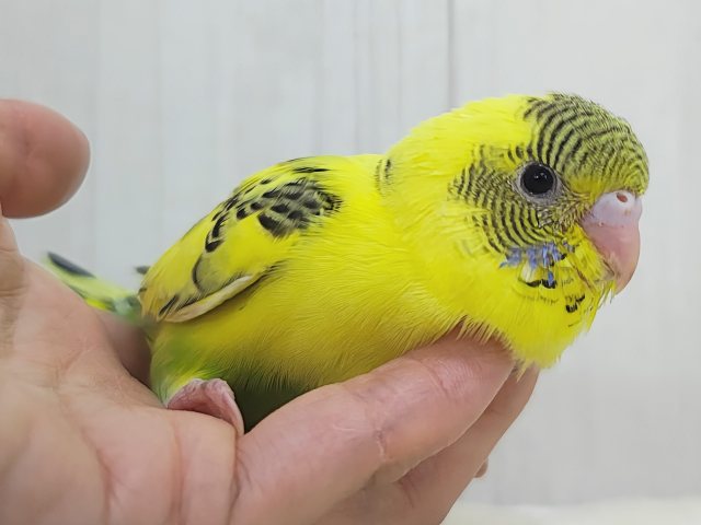 画像更新☆おでこシマシマ〜🦓セキセイインコのヒナ(イエローハルクイン)入荷しました❤️ セキセイインコ
