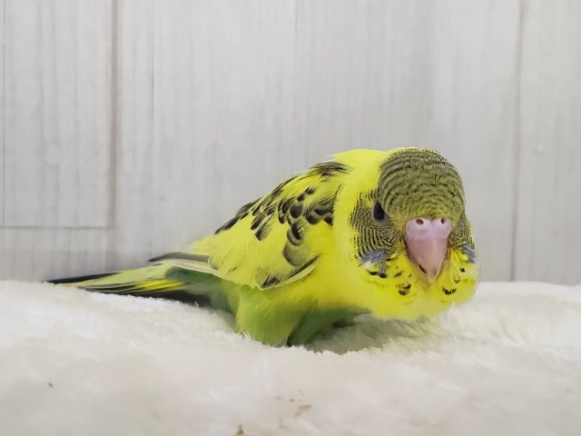 画像更新☆おでこシマシマ〜🦓セキセイインコのヒナ(イエローハルクイン)入荷しました❤️ セキセイインコ