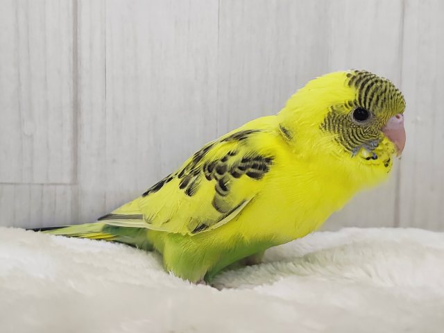 画像更新☆おでこシマシマ〜🦓セキセイインコのヒナ(イエローハルクイン)入荷しました❤️ セキセイインコ