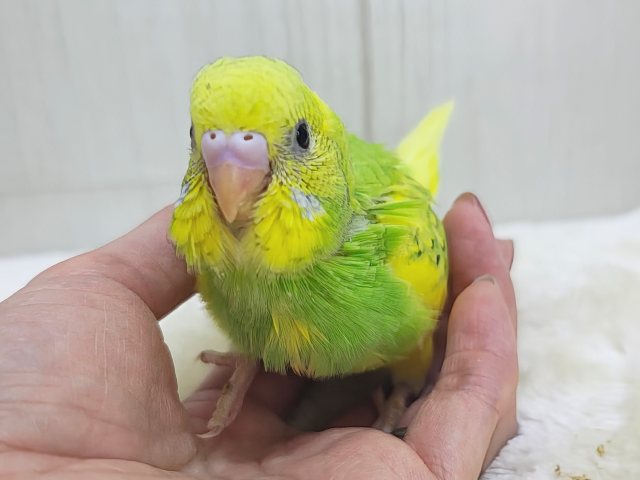 セキセイインコ