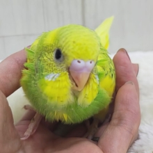 エネルギッシュなビタミンカラー🍋セキセイインコ(グリーンスパングル)入荷しました❤️