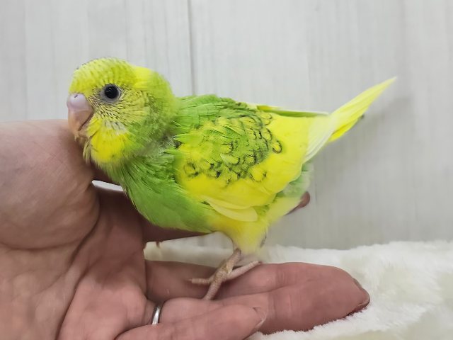 セキセイインコ