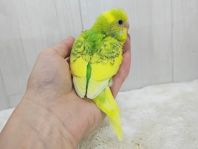セキセイインコ