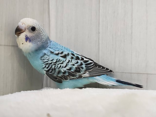 ライトブルー🩵の綺麗なセキセイインコ(ブルーオパーリン)入荷しました❤️ セキセイインコ