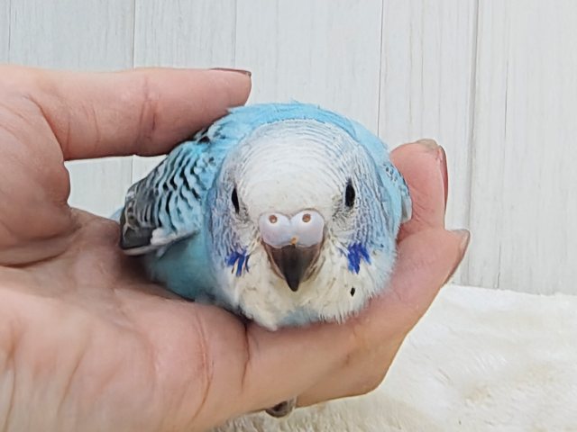 ライトブルー🩵の綺麗なセキセイインコ(ブルーオパーリン)入荷しました❤️ セキセイインコ