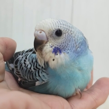 ライトブルー🩵の綺麗なセキセイインコ(ブルーオパーリン)入荷しました❤️