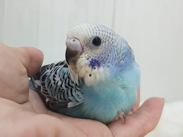 ライトブルー🩵の綺麗なセキセイインコ(ブルーオパーリン)入荷しました❤️