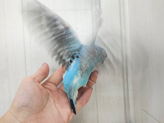 ライトブルー🩵の綺麗なセキセイインコ(ブルーオパーリン)入荷しました❤️ セキセイインコ