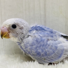パッチリおめめの👀お上品カラー✨セキセイインコスパングル⭐️