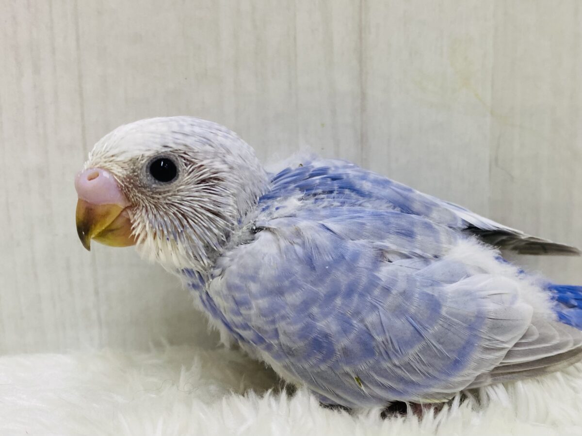 パッチリおめめの👀お上品カラー✨セキセイインコスパングル⭐️
