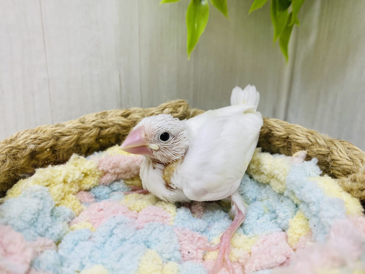 白文鳥