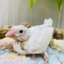 キリッと凛々しい表情ですっ✨白文鳥ヒナさん❤️