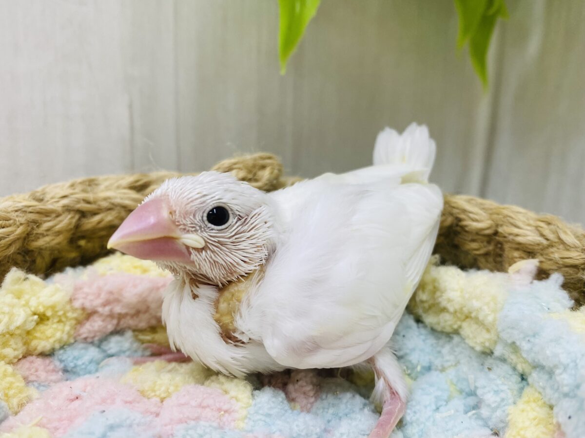 キリッと凛々しい表情ですっ✨白文鳥ヒナさん❤️