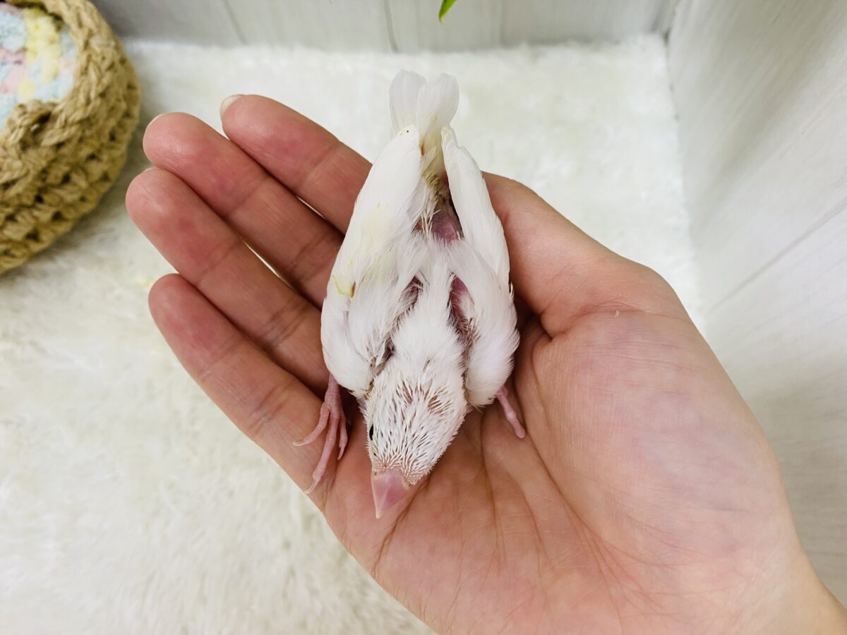 白文鳥
