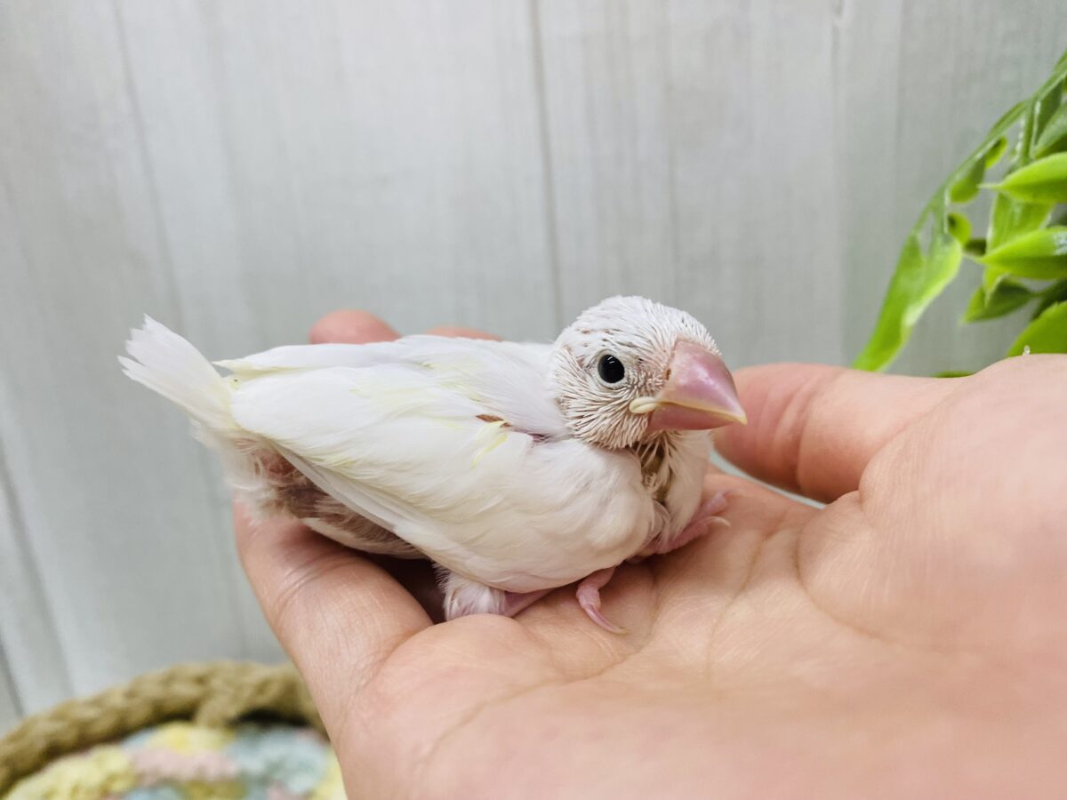 白文鳥