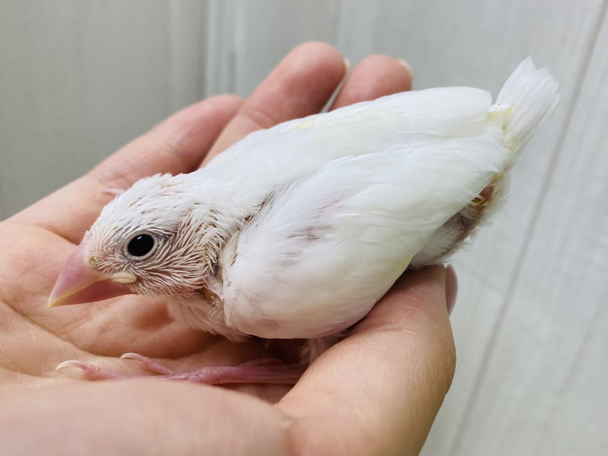 白文鳥